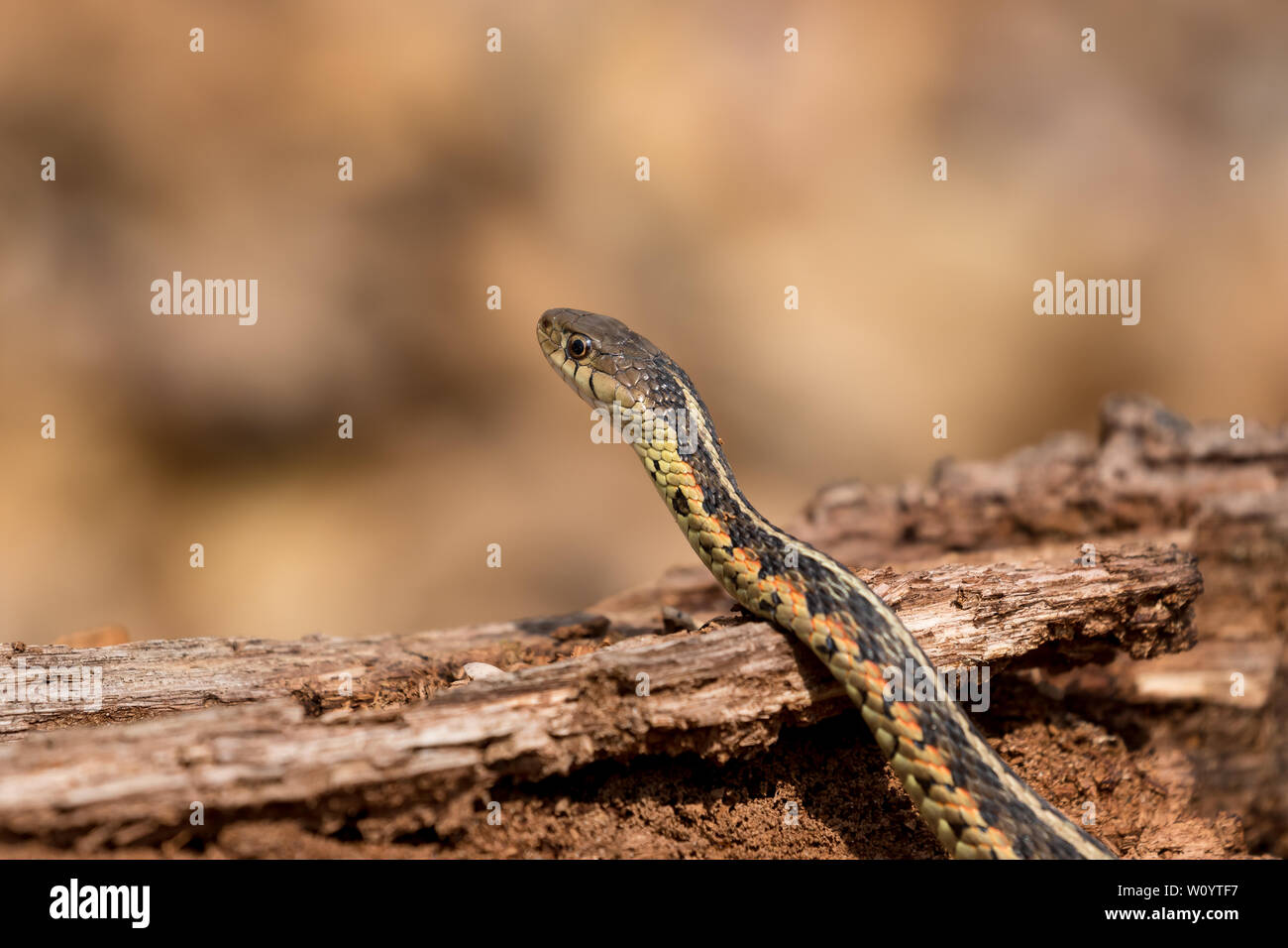 Garter snake sul registro di marrone e foglie sul suolo della foresta in primavera Foto Stock