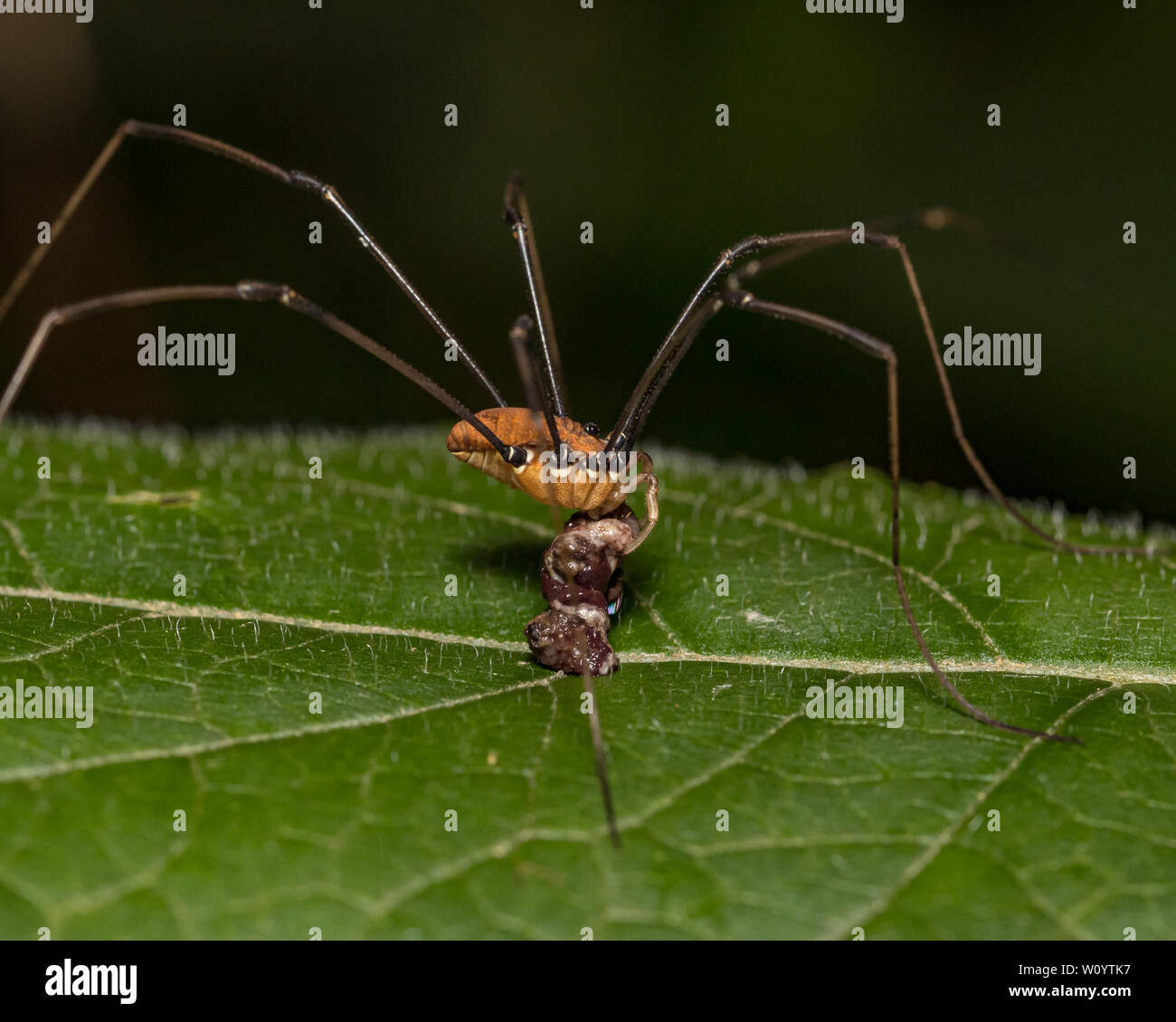 Harvestmen, comunemente chiamato Daddy Long Legs spider, mangiare un insetto mentre in piedi su una foglia Foto Stock