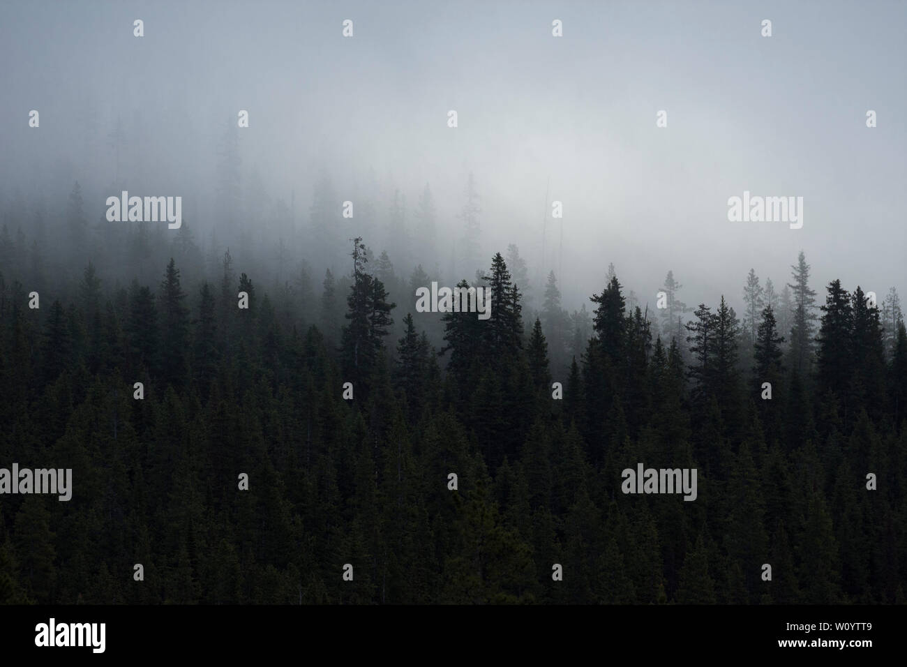 La nebbia che salgono dal densa foresta sempreverde, Kananaskis Country, Alberta, Canada Foto Stock