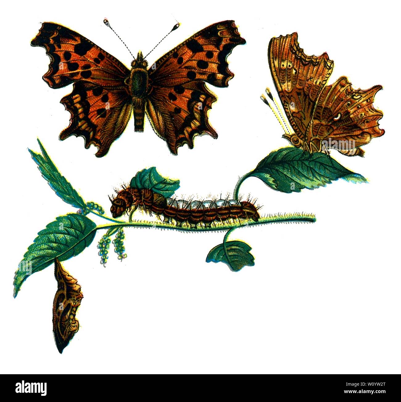 Vanessa C-album, The comma Butterfly (Polygonia c-album) Color Butterfly / Moth Lithograph dal libro del 1895 Europe's Best-known Butterflies di F. Nemos Foto Stock