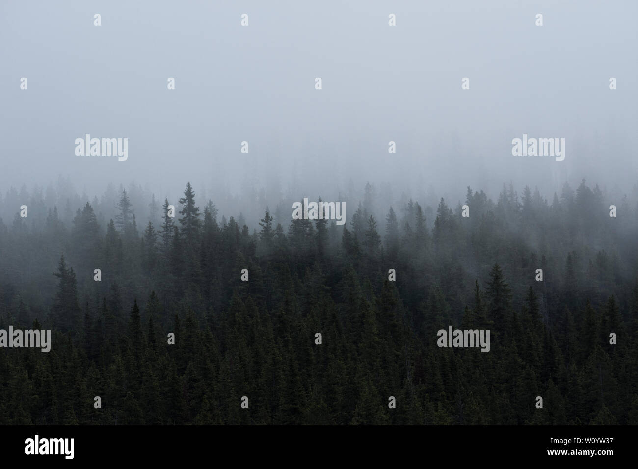 La nebbia che salgono dal densa foresta sempreverde, Kananaskis Country, Alberta, Canada Foto Stock