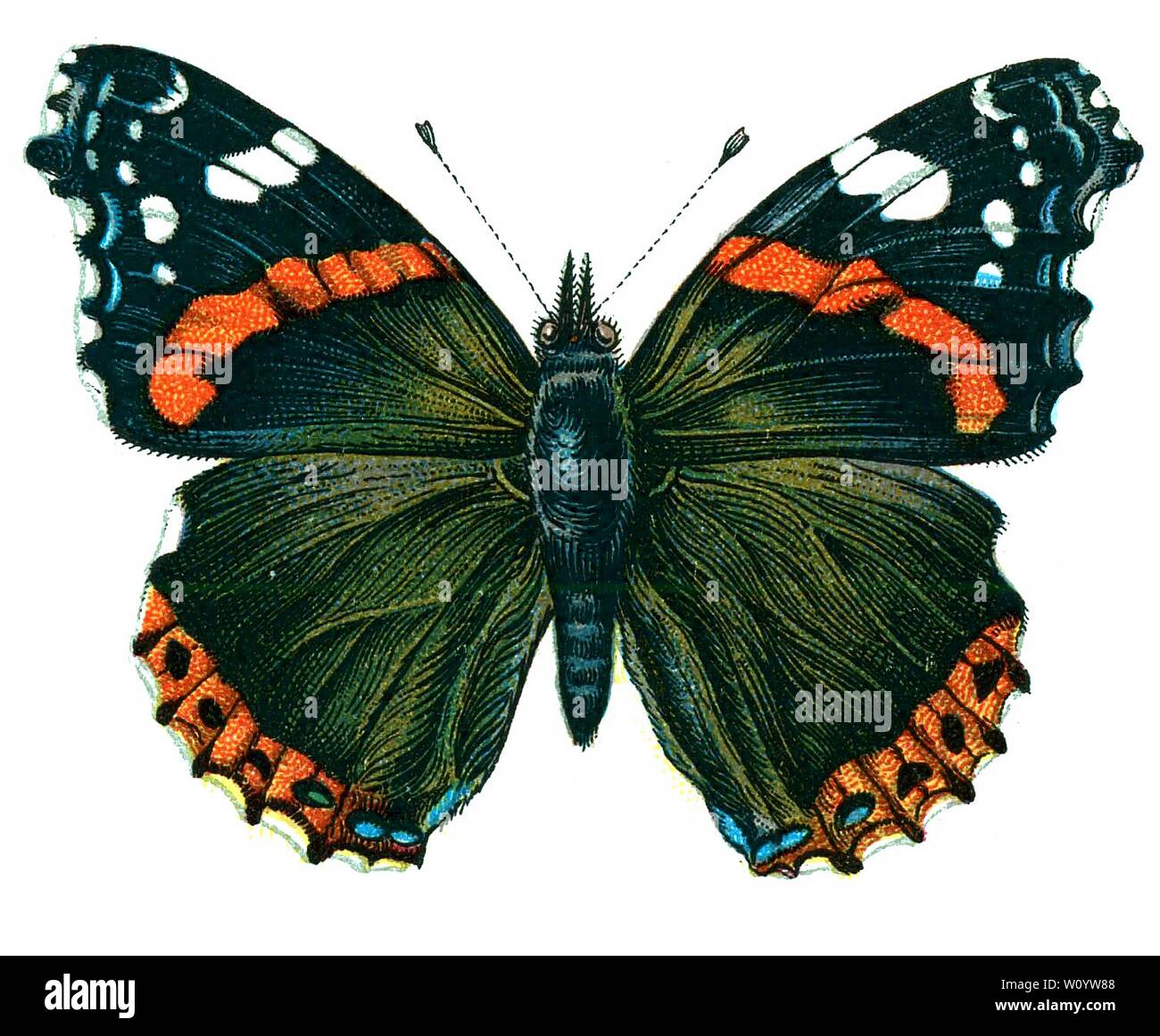 Vanessa atalanta, The Red Admiral Butterfly (Red Admirable) Color Lithograph tratto dal libro del 1895, "le farfalle più conosciute d'Europa" di F. Nemos Foto Stock