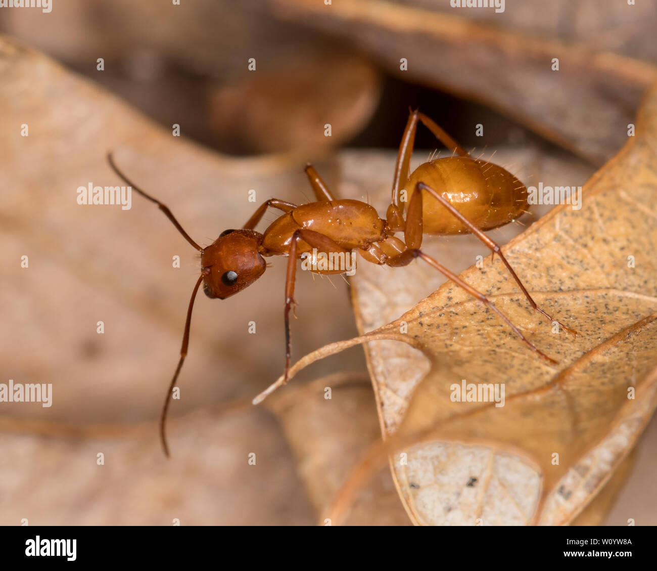 Grandi Camponotus marrone ant strisciando sulla foglia nella foresta Foto Stock