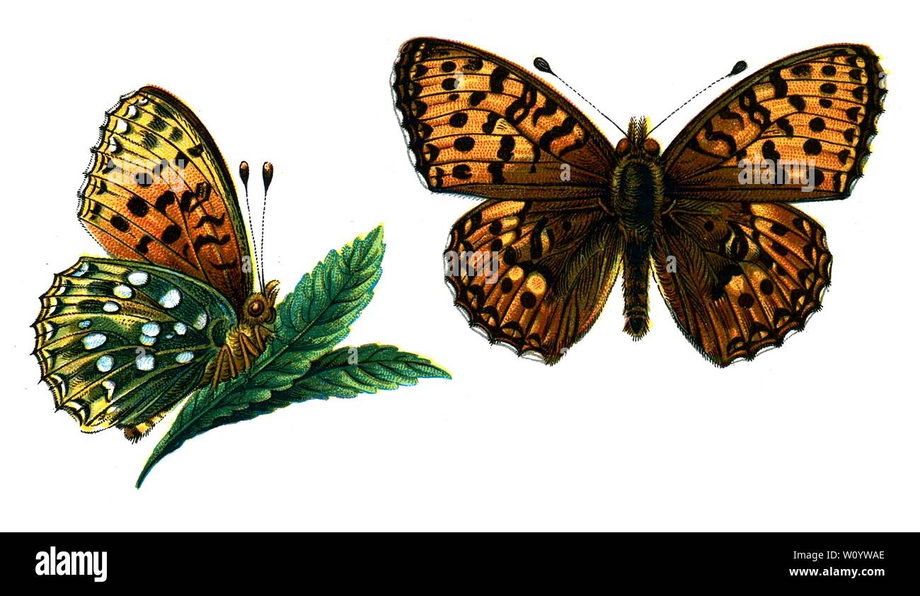 Speyeria aglaja, The Dark Green Fritillary Butterfly - Color Butterfly / Moth Lithograph tratto dal libro del 1895, "le farfalle più conosciute d'Europa" di F. Nemos Foto Stock