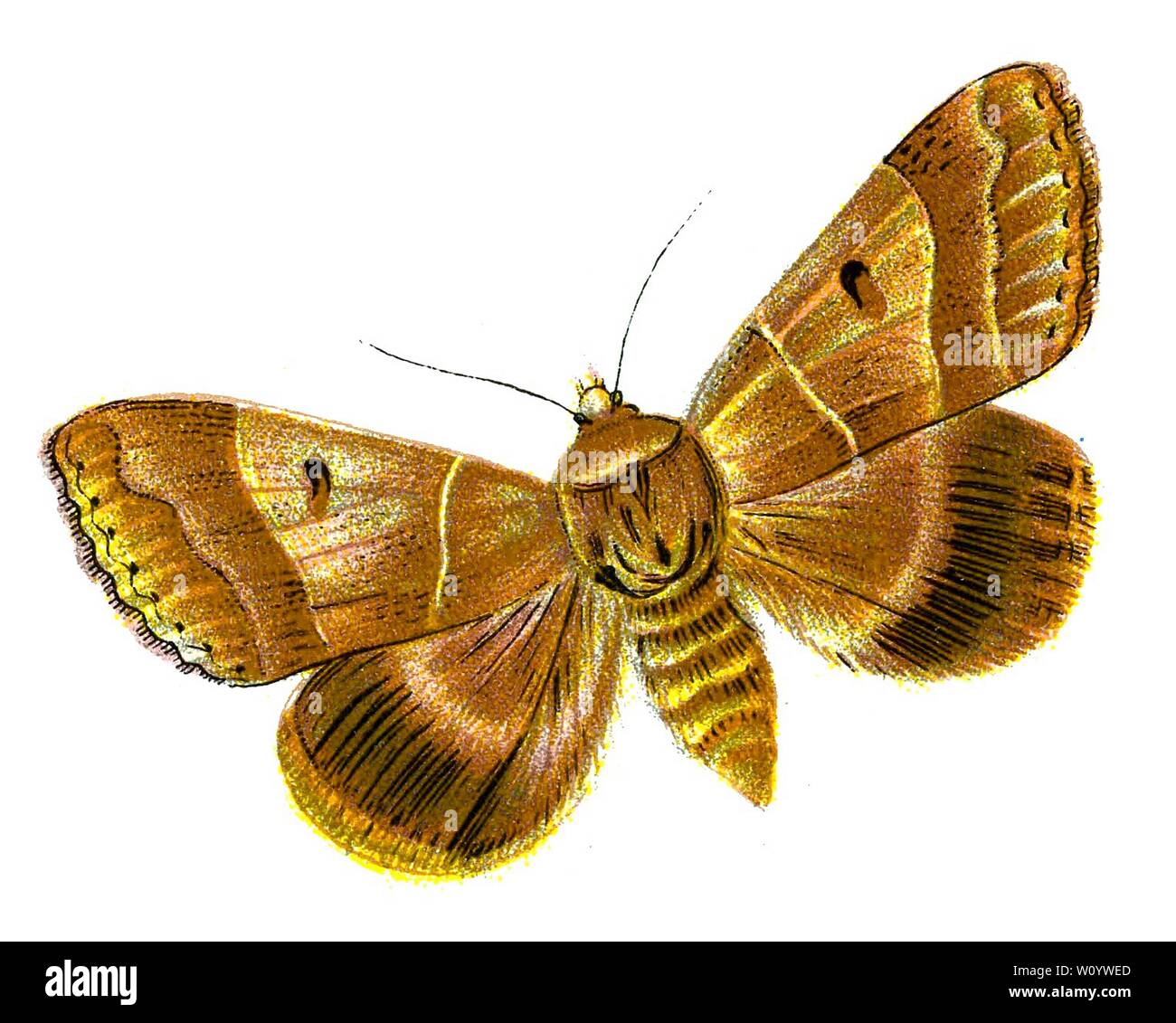 Minucia lunaris - The Lunar Double-Stripe Moth - Color Butterfly / Moth Lithograph tratto dal libro del 1895, "le farfalle più conosciute d'Europa" di F. Nemos Foto Stock