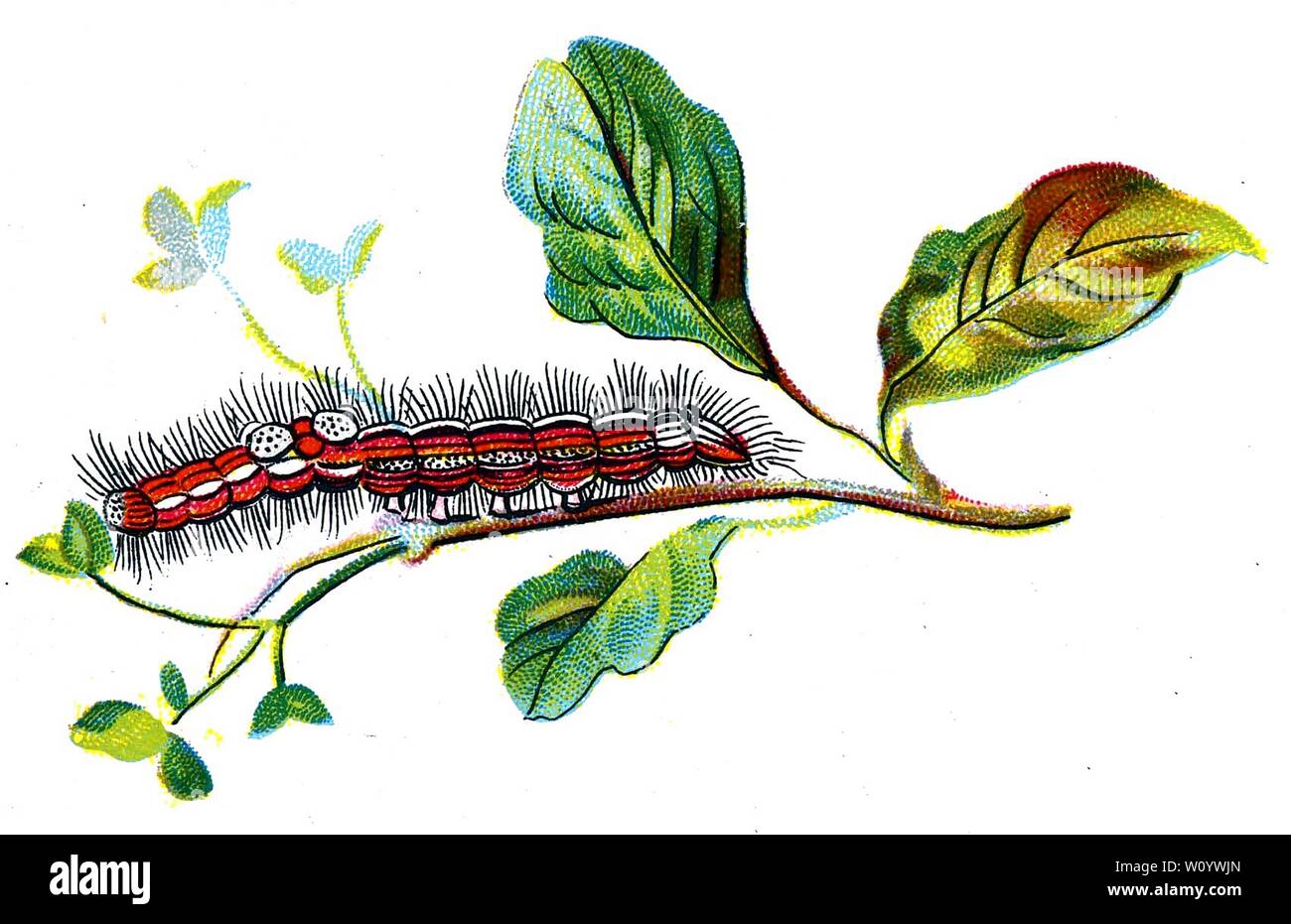 Porthesia similis, The Yellow-Tail Moth caterpillar, Color Butterfly / Moth Lithograph tratto dal libro del 1895, "le farfalle più conosciute d'Europa" di F. Nemos Foto Stock