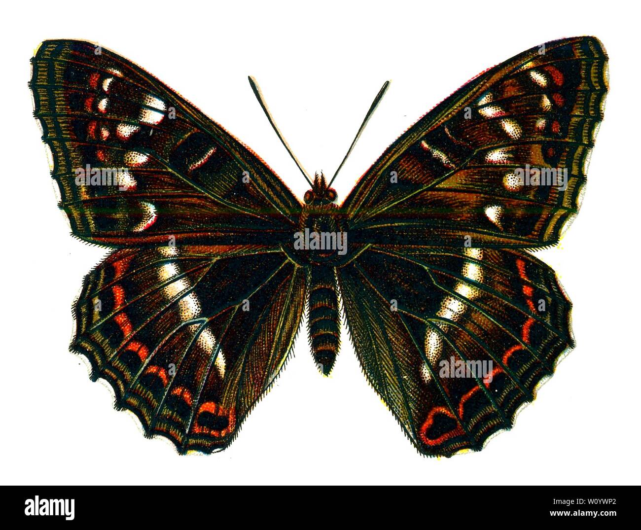 Limenitis populi male, The Poplar Admiral Butterfly - Color Butterfly / Moth Lithograph tratto dal libro del 1895, "le farfalle più conosciute d'Europa" di F. Nemos Foto Stock