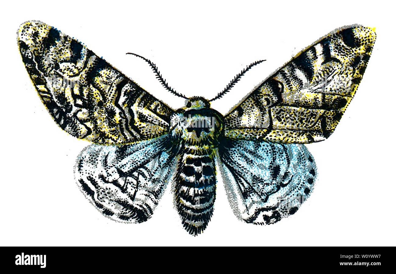 Biston betularia, The Peppered Moth - Color Butterfly / Moth Lithograph tratto dal libro del 1895, "le farfalle più conosciute d'Europa" di F. Nemos Foto Stock