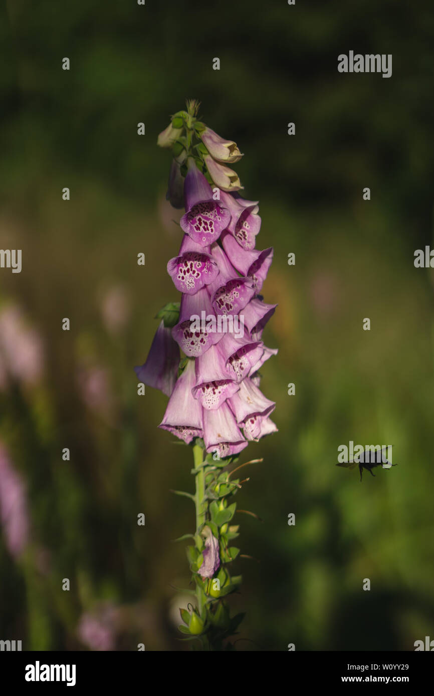 Bumblebee su un digitalis in Forrest Foto Stock
