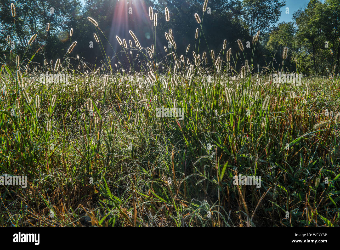 La mattina presto la luce del sole che splende su rugiada che è sulle alte erbe nel campo Foto Stock