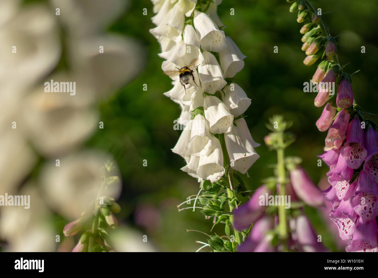 Bumblebee su un digitalis in Forrest Foto Stock