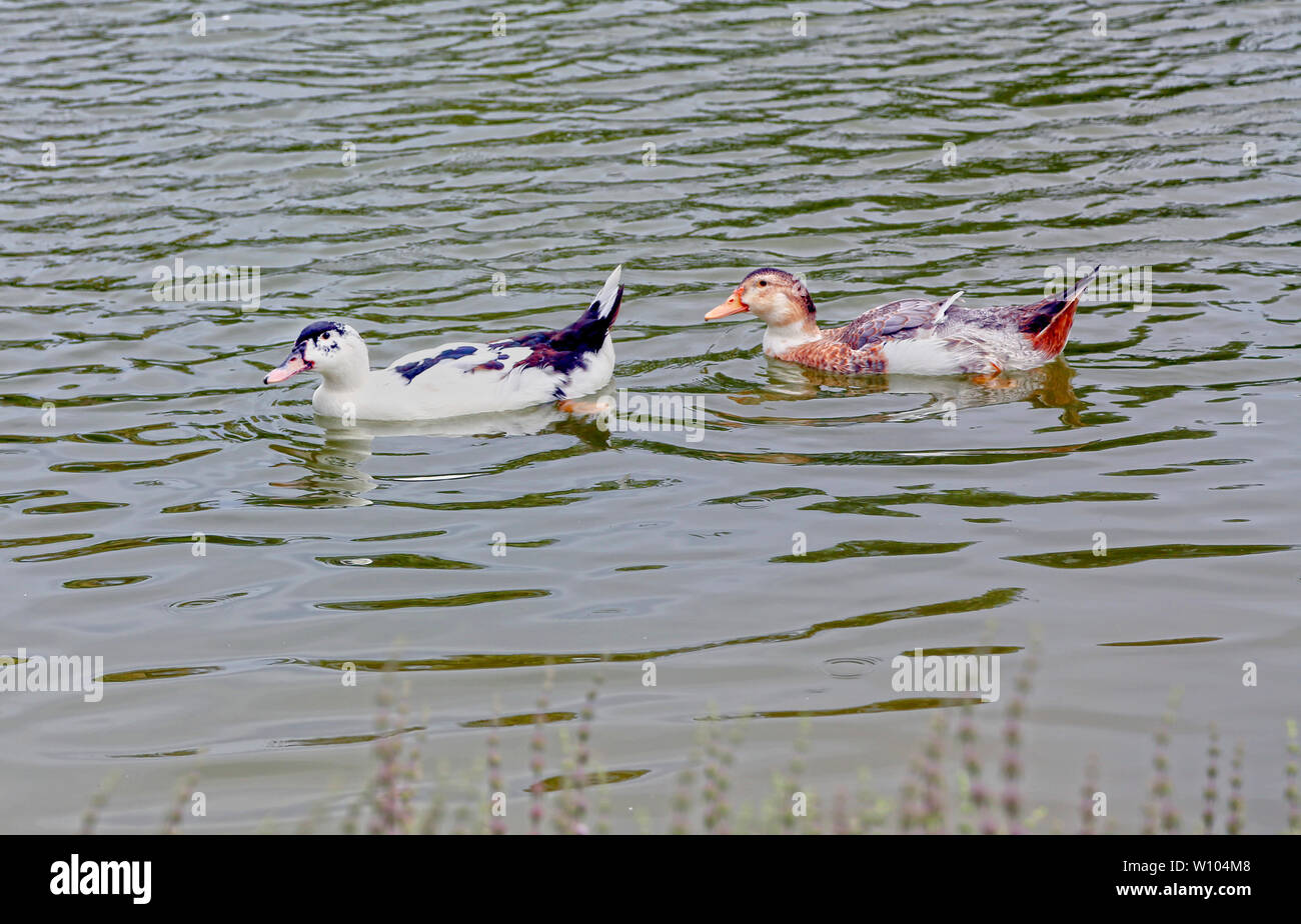 Due motley divertente anatre nuotare attraverso l'acqua Foto Stock
