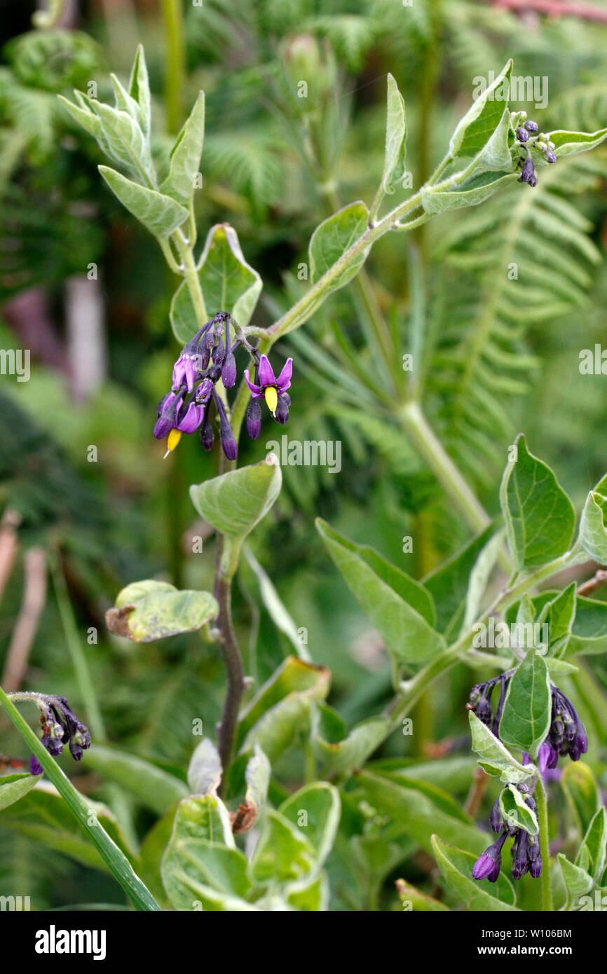 Agrodolce o Woody Nightshade, edicola o strada britannico di fiori selvatici. Foto Stock