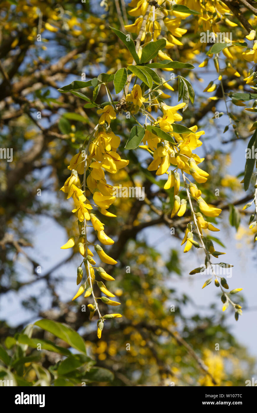 Fiori gialli di maggiociondolo alpino in un giardino durante la primavera Foto Stock