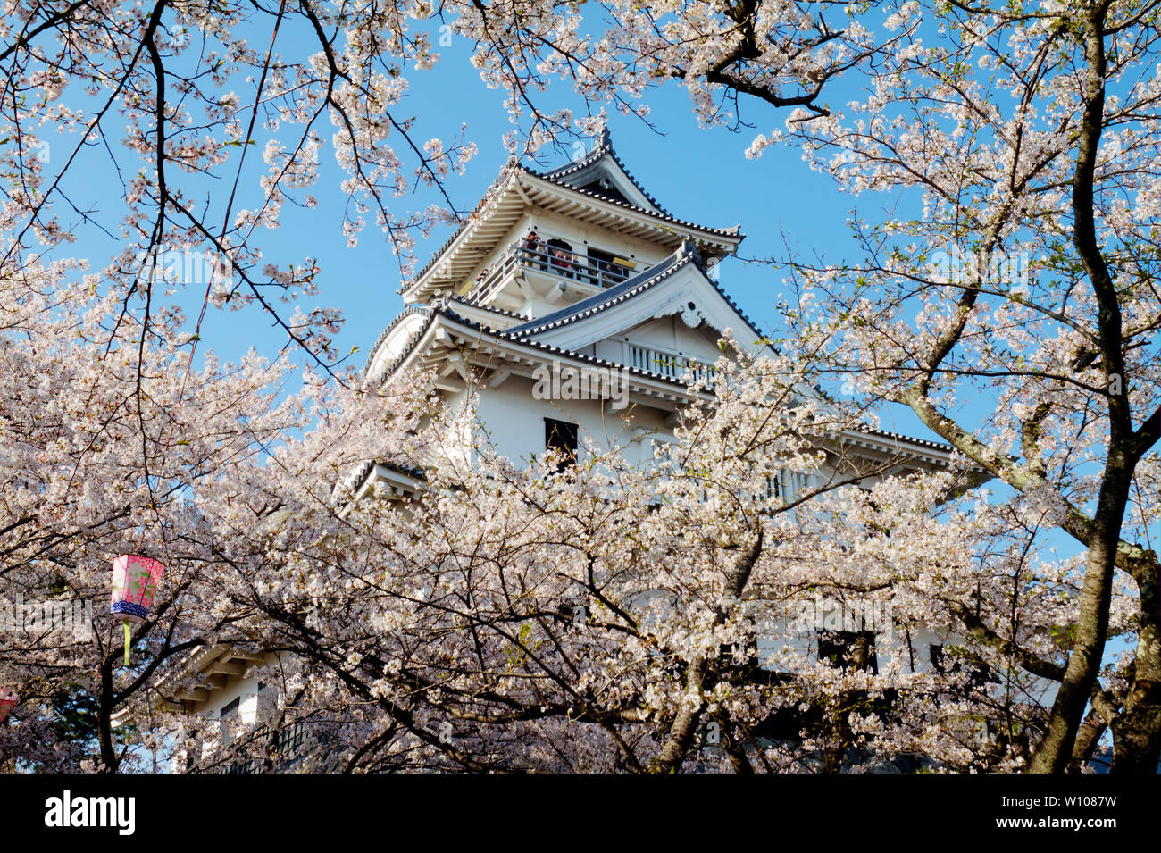 Il fiore rosa e un sacco di colori sakura alberi, Giappone Foto Stock