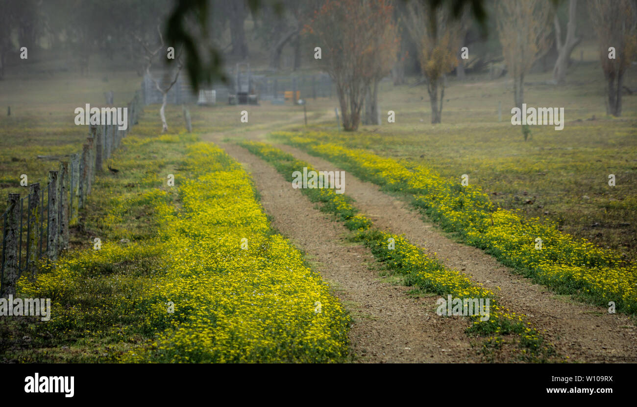 Giallo fiori selvatici per tutto il percorso fino al passo carraio Foto Stock