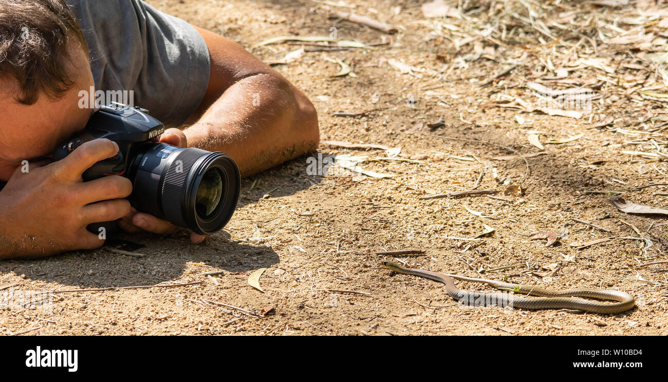Ho guy di scattare una foto di un serpente australiano Foto Stock