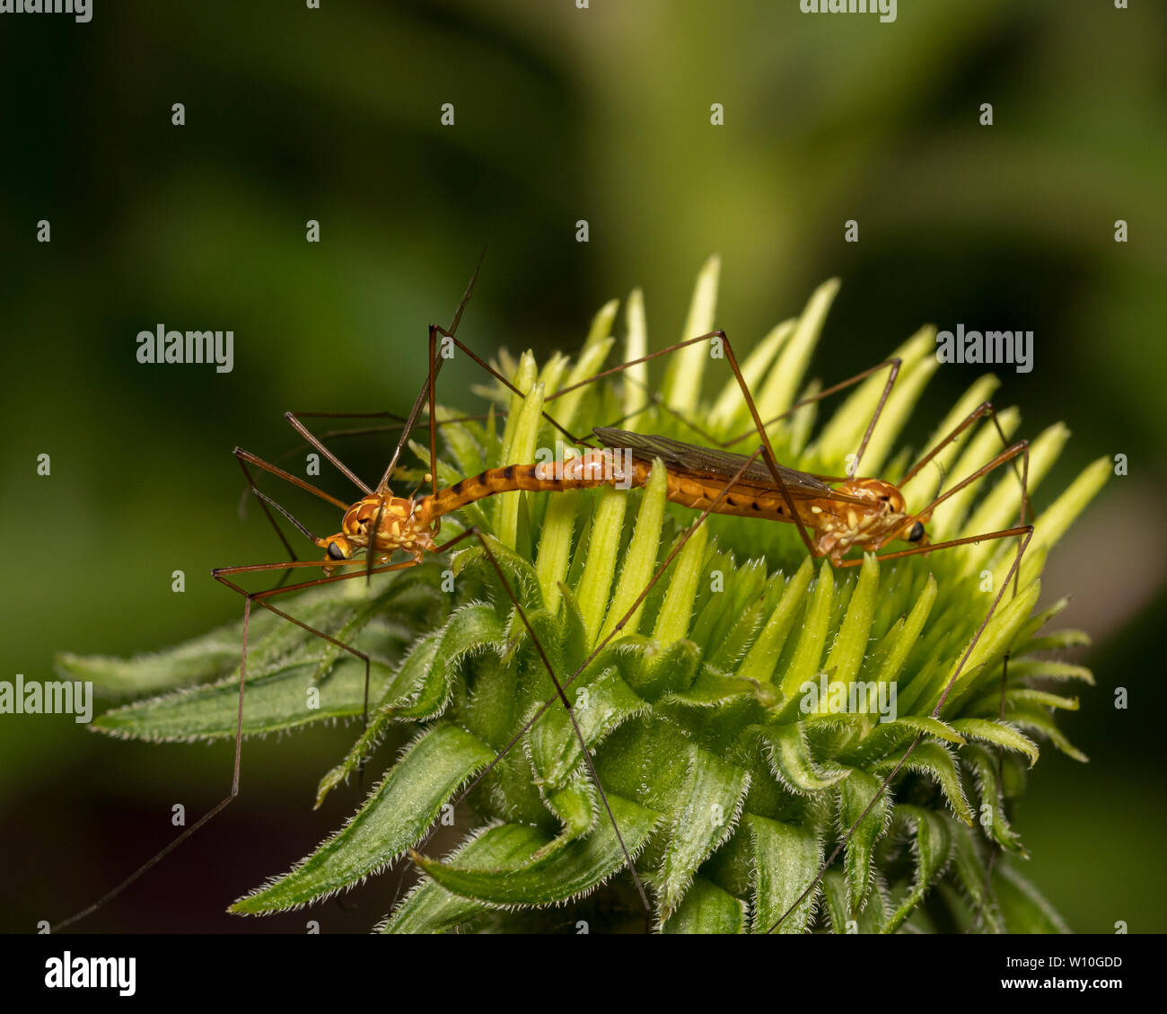 Gru di accoppiamento vola su un verde di fiori selvaggi a preservare la natura Foto Stock