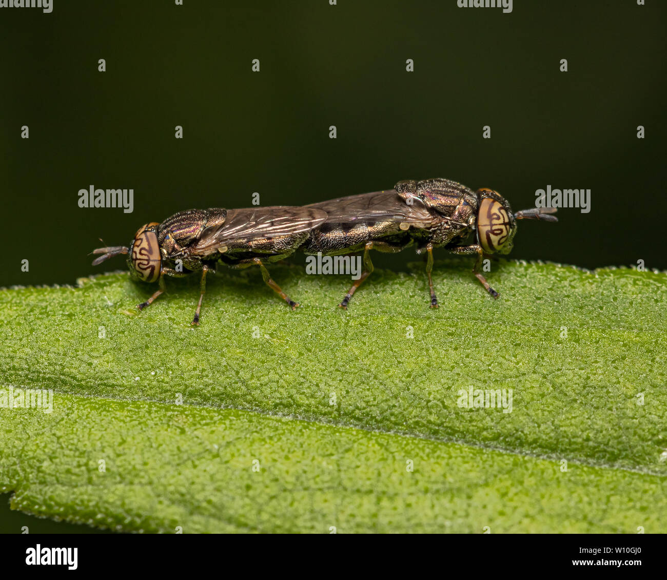 Mucksucker ondulata (Orthonevra nitida) vola con un motivo distintivo su occhi composti coniugati su una foglia verde Foto Stock