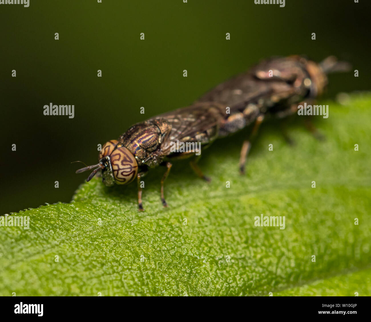 Mucksucker ondulata (Orthonevra nitida) vola con un motivo distintivo su occhi composti coniugati su una foglia verde Foto Stock