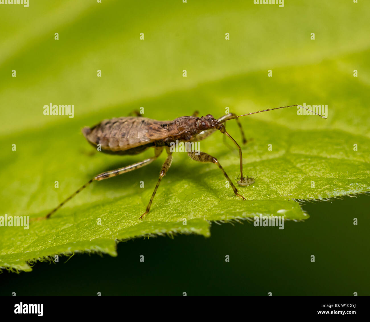 Assassin bug di mangiare un minuscolo insetto con la sua lancia-come becco Foto Stock