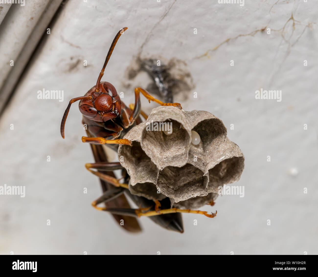 Carta settentrionale Wasp seduta sul nido di vespe che ha le uova all'interno Foto Stock