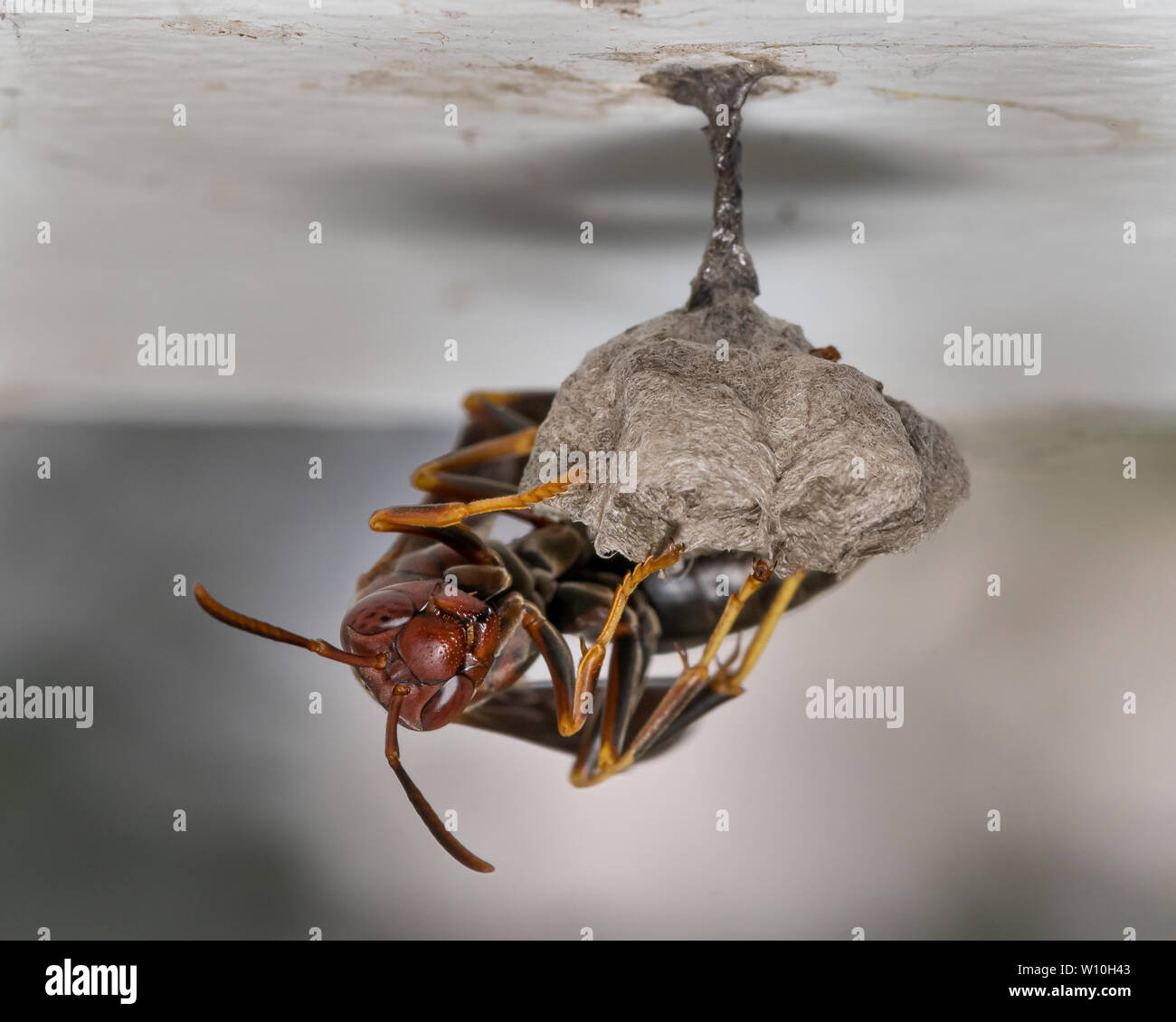 Carta settentrionale Wasp seduta sul nido di vespe che ha le uova all'interno Foto Stock