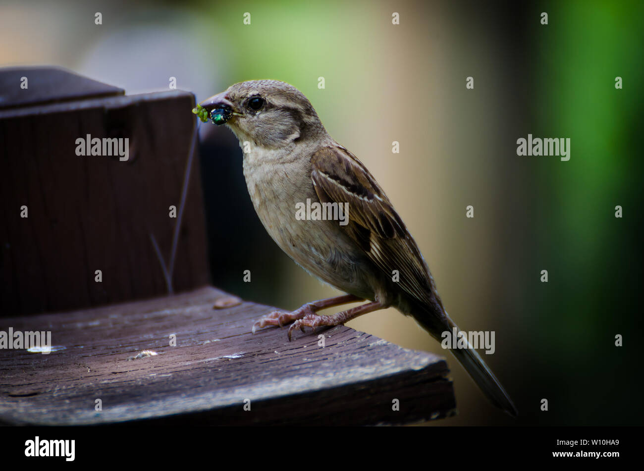 Uccello affamato Foto Stock