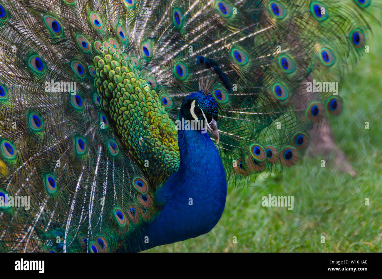 Danza di pavone Foto Stock