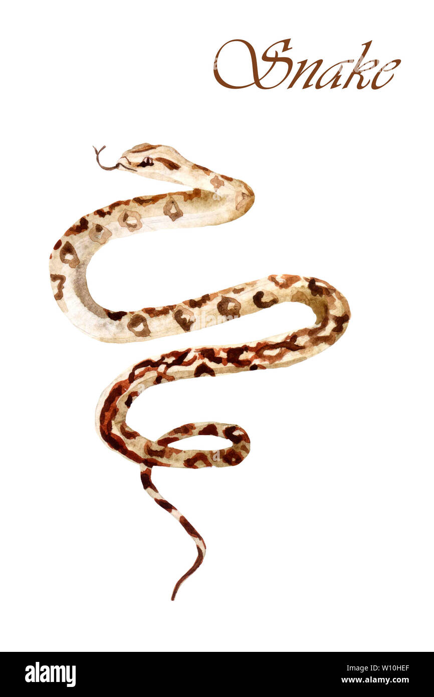 Acquerello dipinte a mano e il serpente isolato su uno sfondo bianco Foto Stock