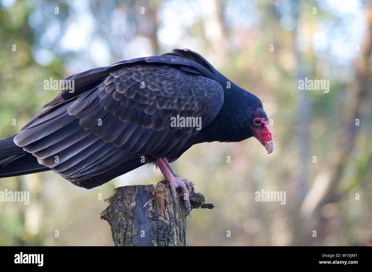 La Turchia vulture posatoi sul post a rapaci, Duncan, BC. È featherless testa rosa e grandi cavità nasale chiaramente visibile. Foto Stock