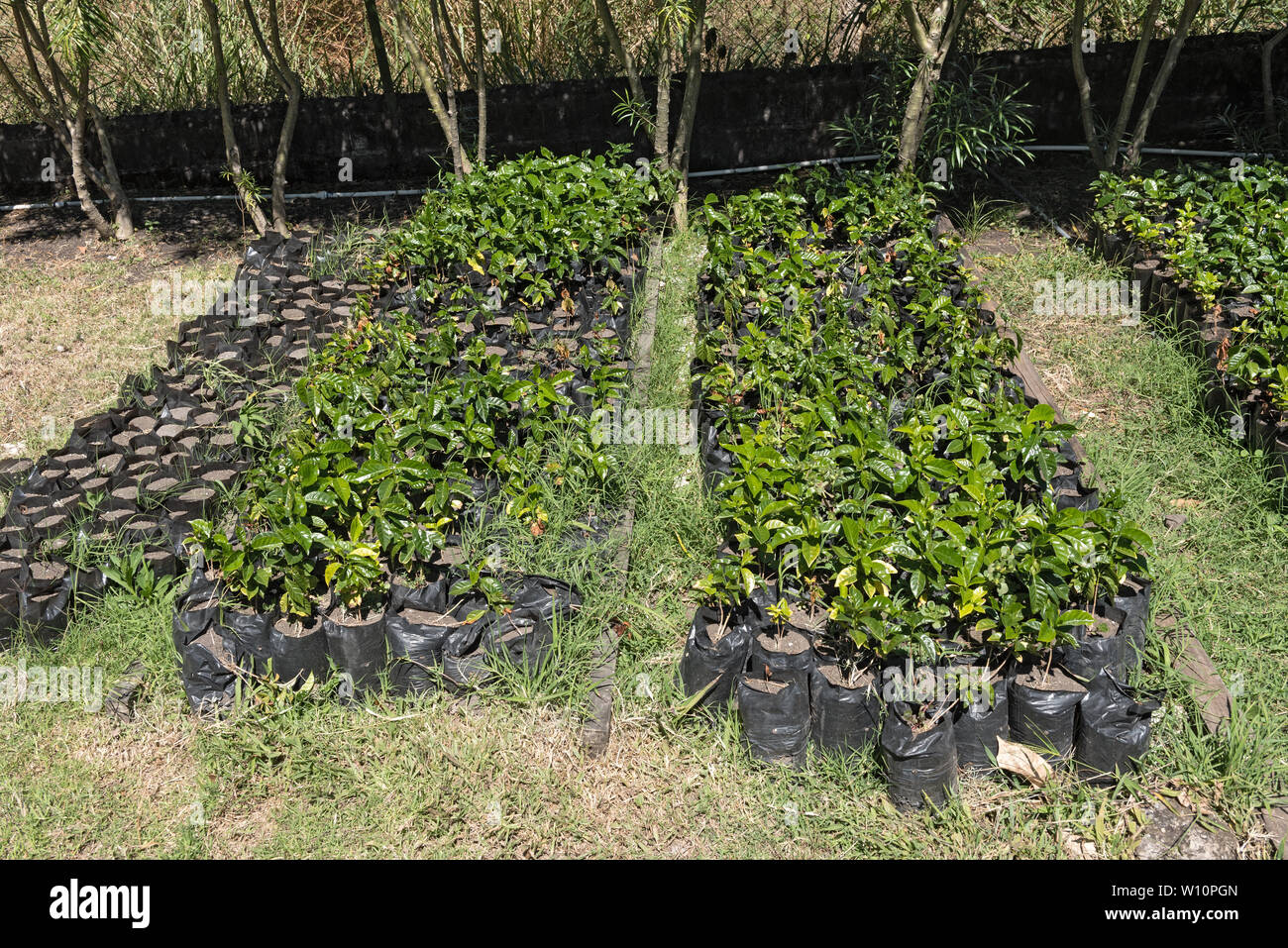 Giovani piantine di caffè su una piantagione di Boquete Panama Foto Stock