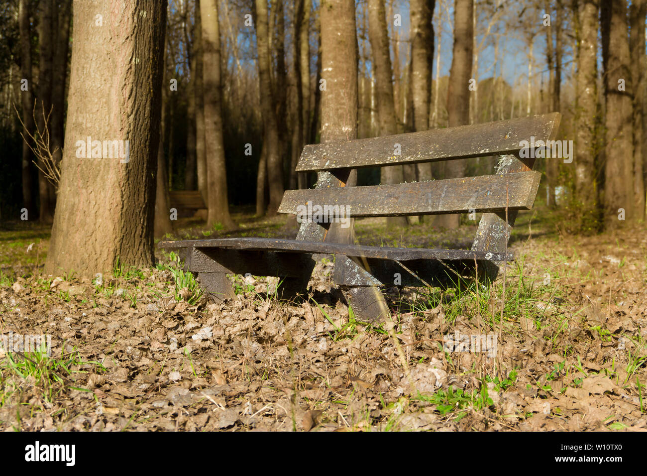 Lonely banco sotto gli alberi e con le foglie cadute in autunno Foto Stock