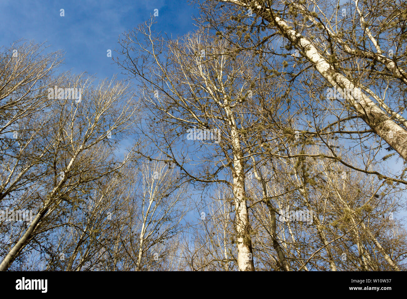 Vista dal basso del pini sfrondato in inverno Foto Stock