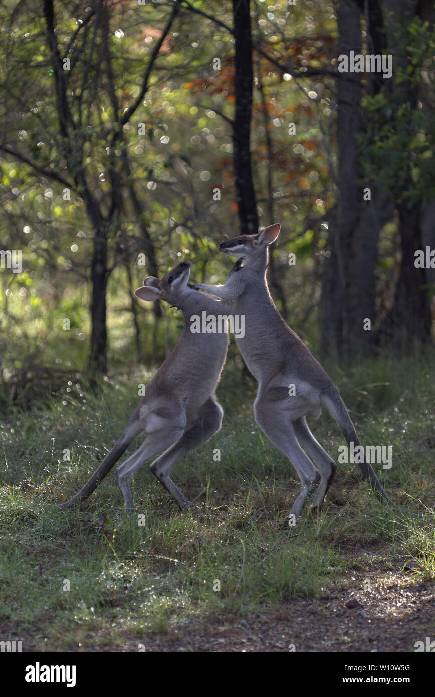 Due capretti frusta maschio Tailed Wallaby combattimenti boxe sparing nella luce del mattino Queensland Australia Foto Stock