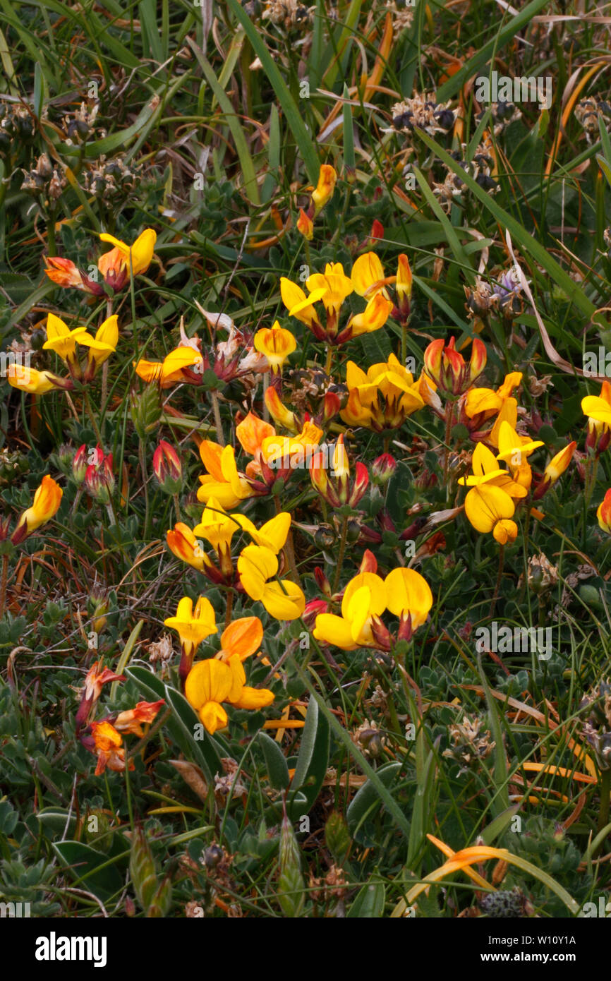 Lotus corniculatus, Birdsfoot trefoil, fioritura in una impostazione costiere, Pembrokeshire, West Wales. Foto Stock