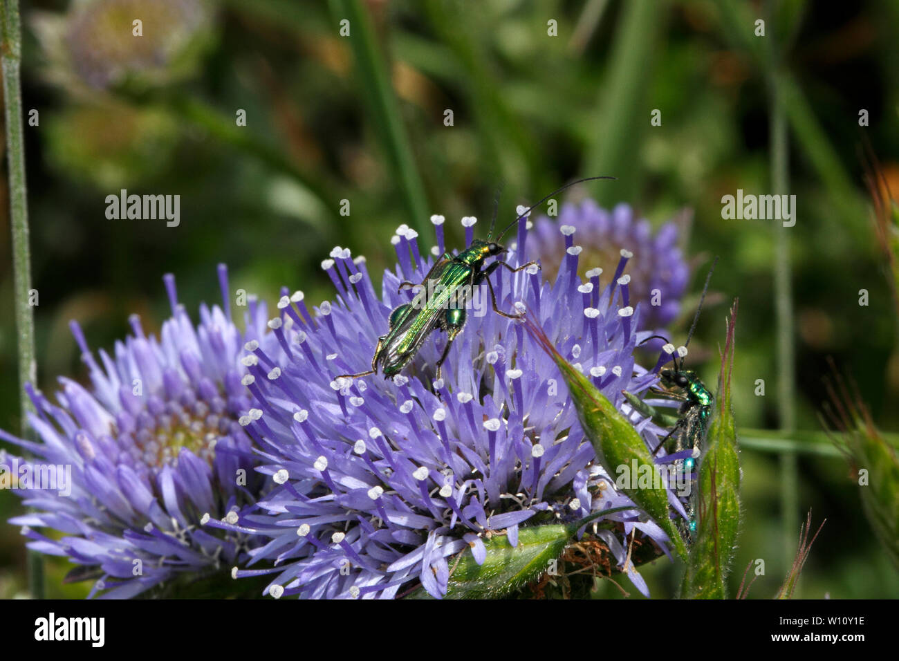 Oedemera nobilis (impollinatori) sulle pecore di bit, Jasione montana, la Campanula famiglia. Sul Pembroekshire sentiero costiero, West Wales. Campanulaceae Foto Stock