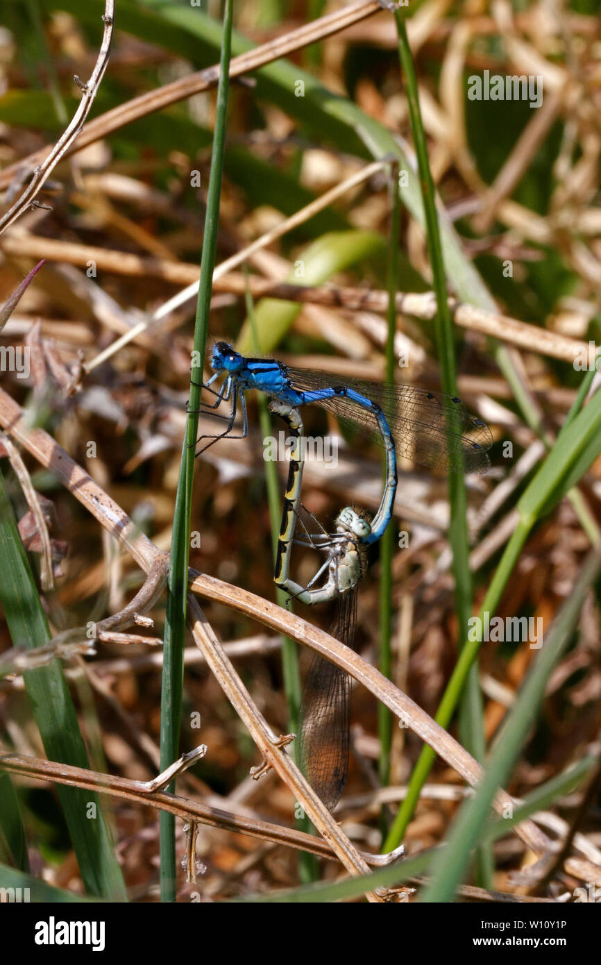 Comune Dameselfies blu, in accoppiamento a forma di cuore. Enallagma cyathigerum, Foto Stock
