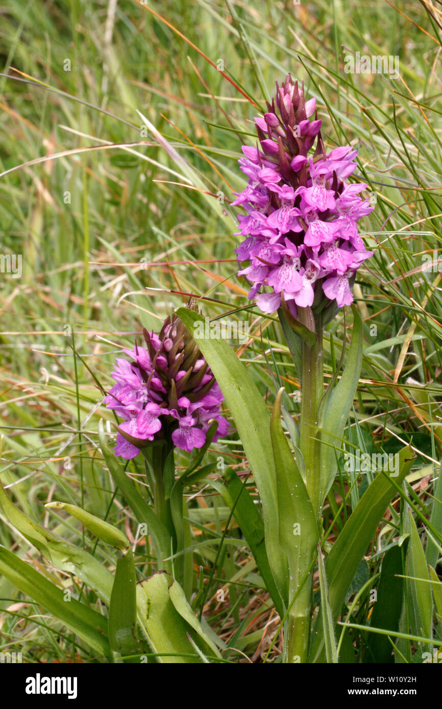 Southern Marsh Orchid. Dactylorhiza Praetermissa, in un prato erboso. Foto Stock