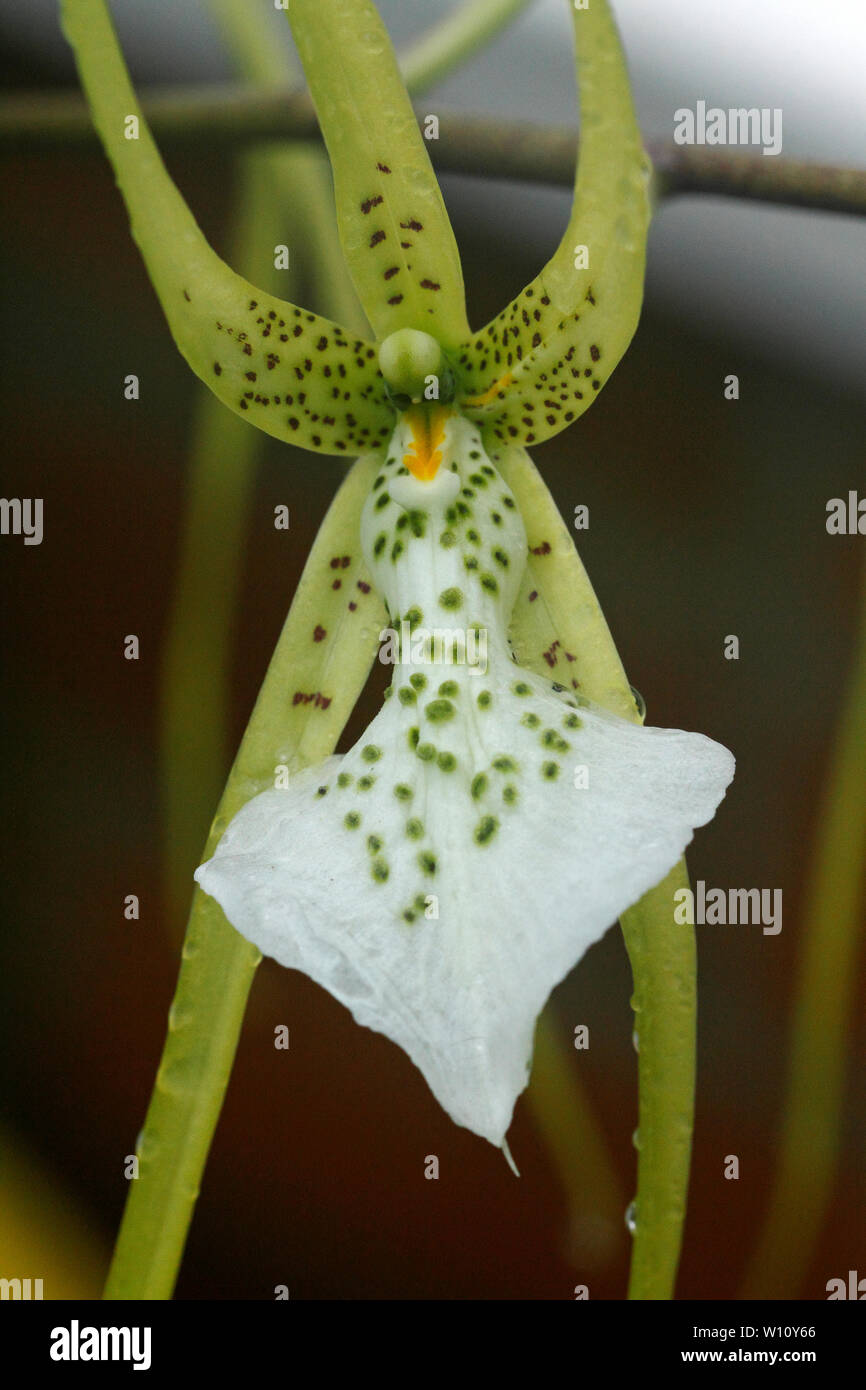 Brassia verrucosa. Brown Spotted crema fiori del Central America tropicale epiphytic orchid. Foto Stock