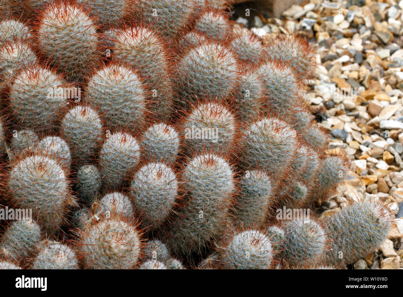 Mamillatria bombycima, cactus dal Messico gravemente decimati nel selvaggio. Foto Stock