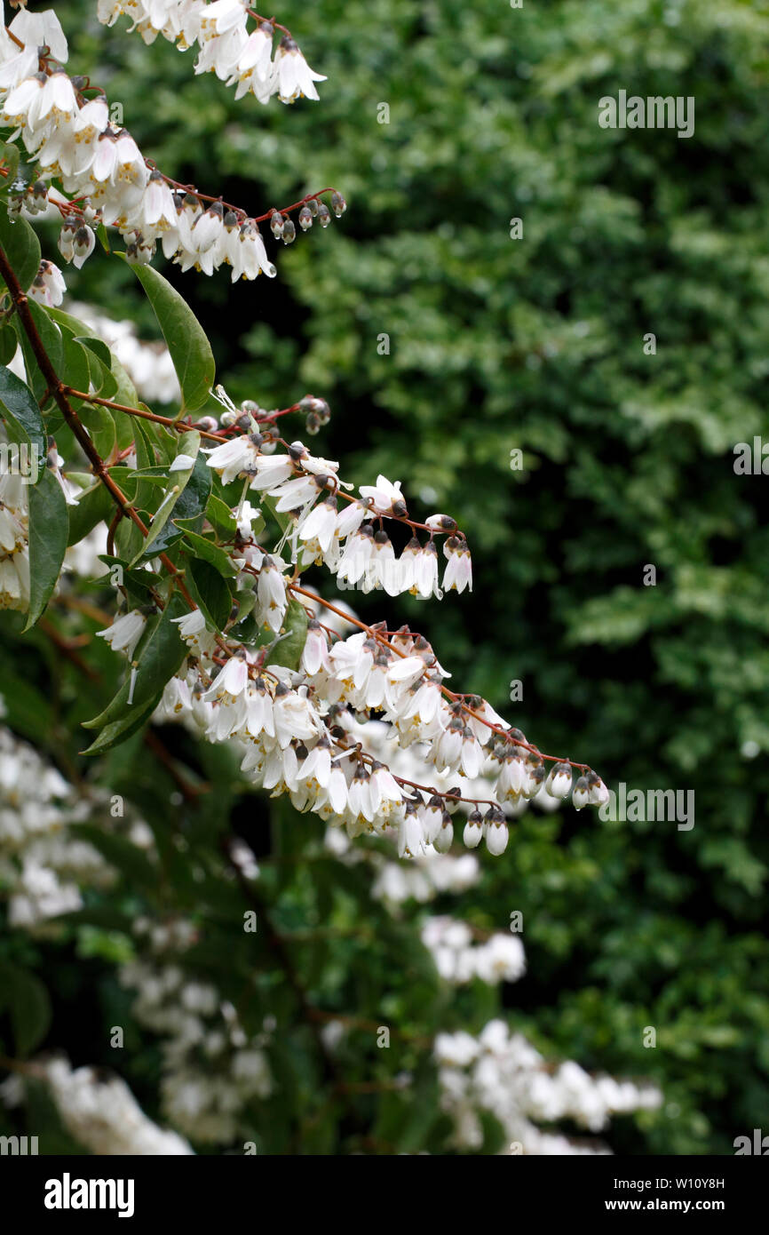 Styrax obassia. Estate fiori e fogliame del fragrante snowbell albero, Foto Stock
