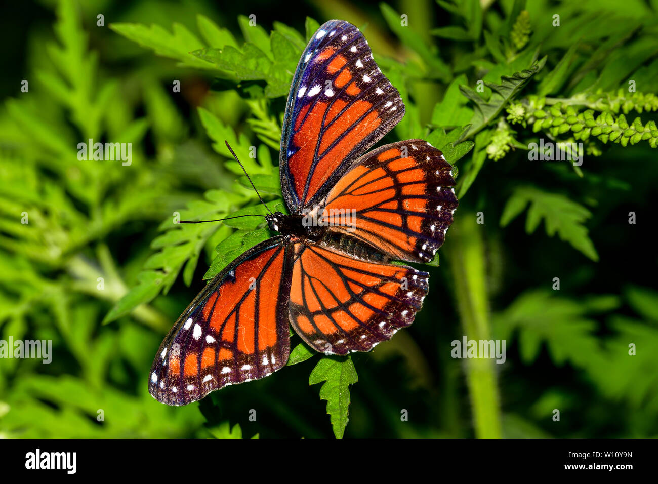 Farfalla della Regina Foto Stock