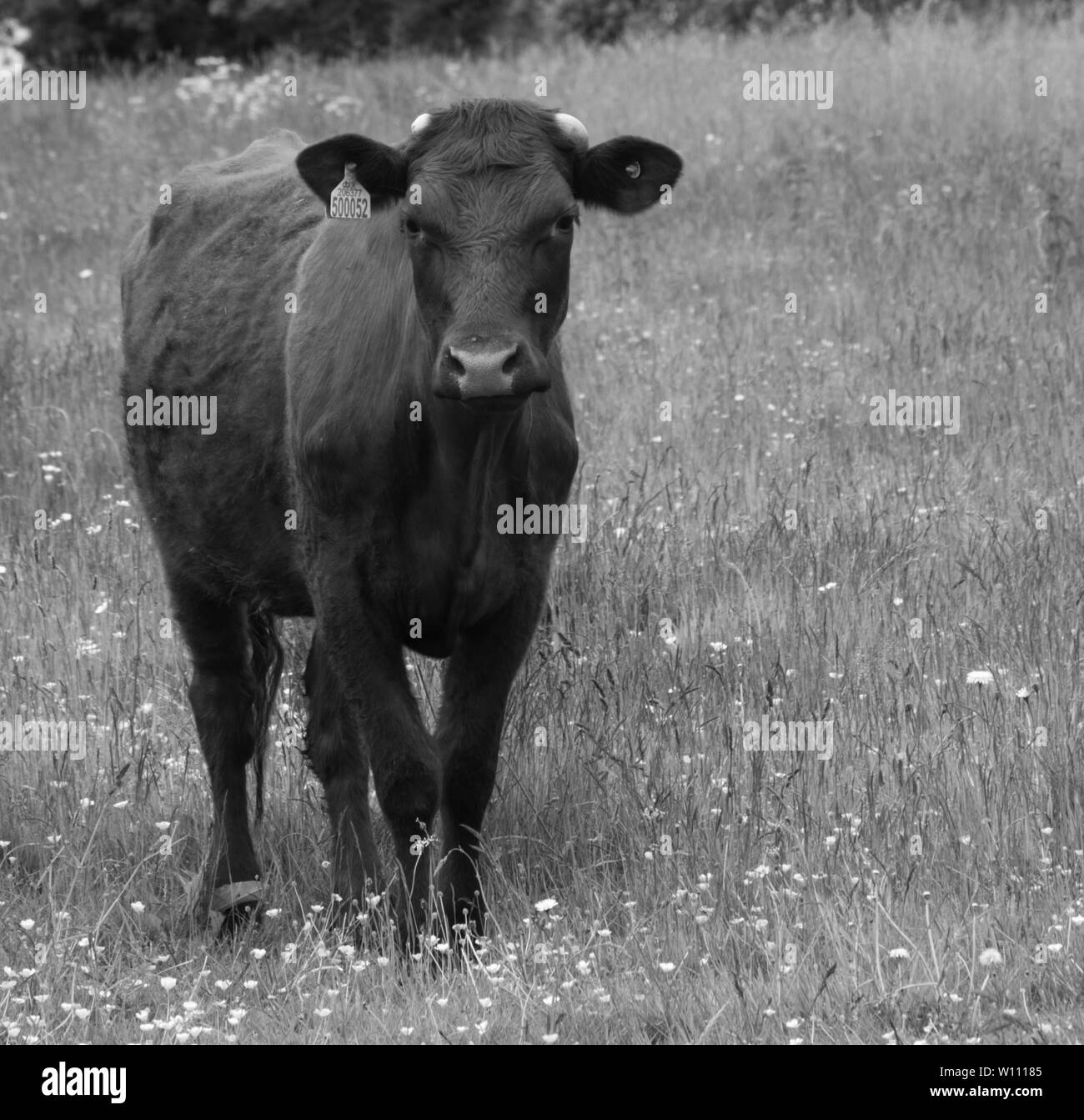 Curioso giovane torello controllando il fotografo, West Haddon, Northamptonshire, Regno Unito estate 2019 Foto Stock