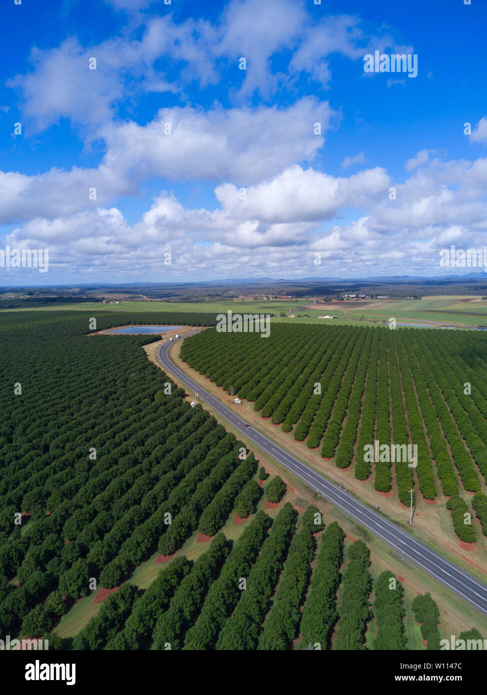 Antenna di noci macadamia piantagione di alberi vicino a Childers Queensland Australia Foto Stock