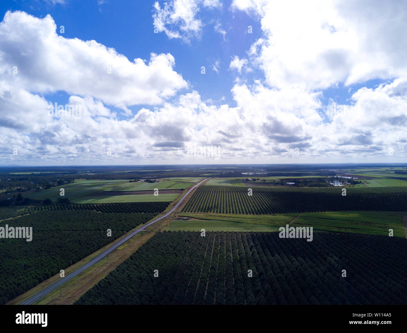 Antenna di noci macadamia piantagione di alberi vicino a Childers Queensland Australia Foto Stock