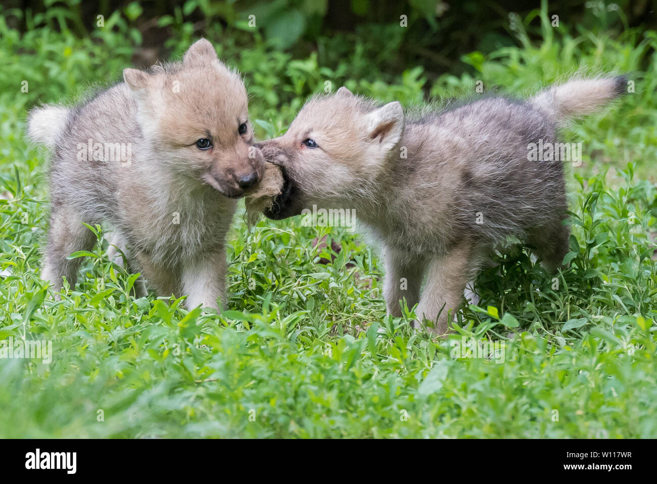 Cuccioli Di Lupo Bianco Immagini E Fotografie Stock Ad Alta Risoluzione cuccioli-di-lupo-bianco-immagini-e-fotografie-stock-ad-alta-risoluzione