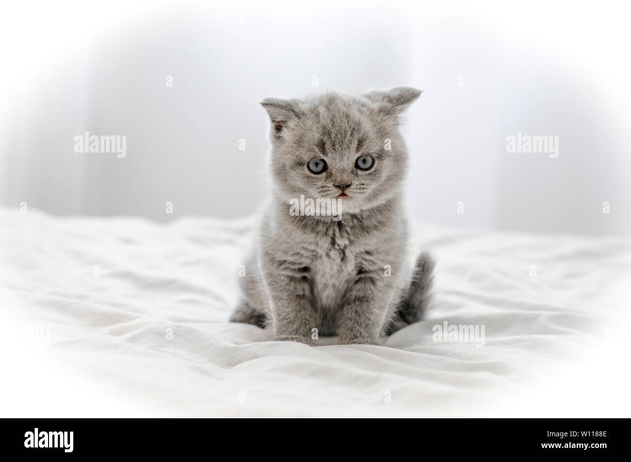 Piccolo british gattino su uno sfondo bianco. Foto Stock