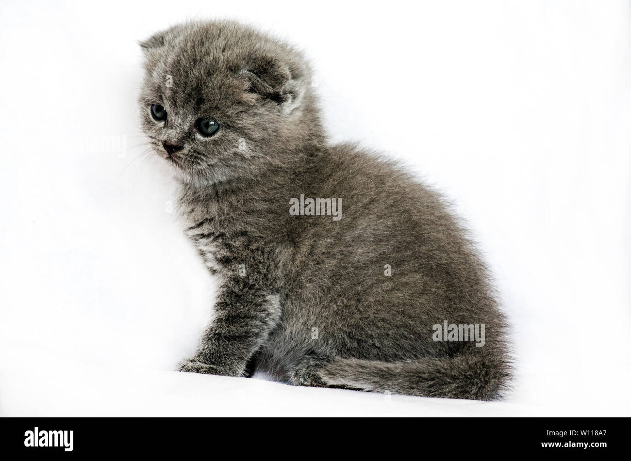 Piccolo british gattino su sfondo bianco da 1 mese di età Foto Stock