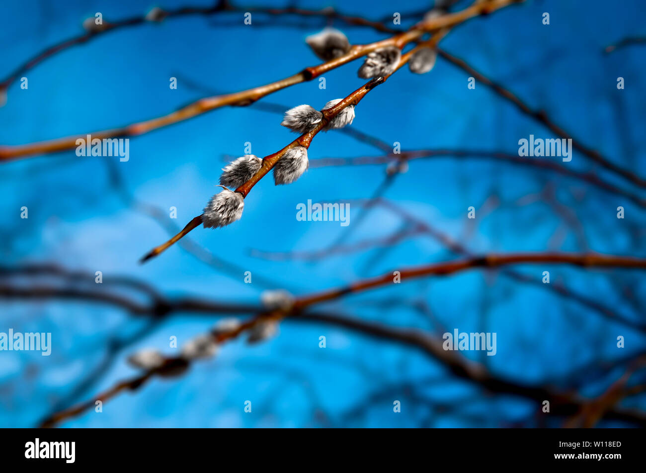 I morbidi willow gemme su sfondo blu. Foto Stock